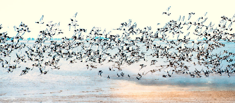 Freiheit, Traum vom Fliegen, M&ouml;wenflug, M&ouml;wenschwarm &uuml;ber der Nordsee :)