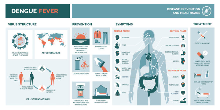 Dengue fever infographic