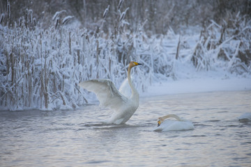 Beautiful white whooping swans swimming in the winter lake. The place of wintering of swans