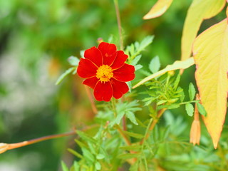red flower