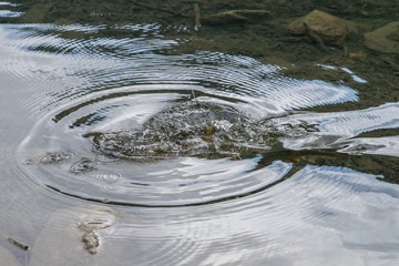 Fische werden an einem See gefüttert, Österreich