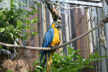 Obraz premium ZOO Macaw Parrot