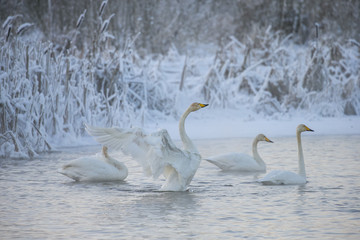 Beautiful white whooping swans swimming in the winter lake. The place of wintering of swans