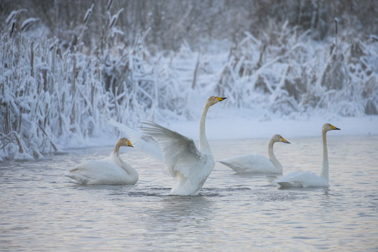 Beautiful white whooping swans swimming in the winter lake. The place of wintering of swans - Powered by Adobe