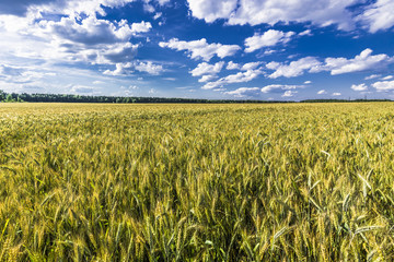 Wheat field to the horizon