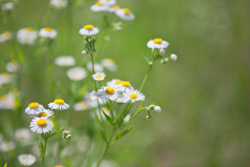 Fototapeta premium ヒメジョオンの花