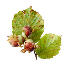 Freshly picked hazelnuts with husks