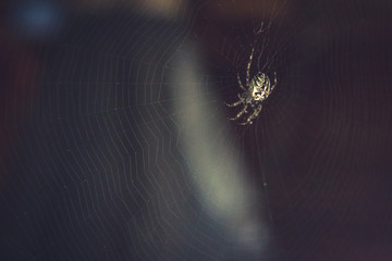 Cross spider on a web.