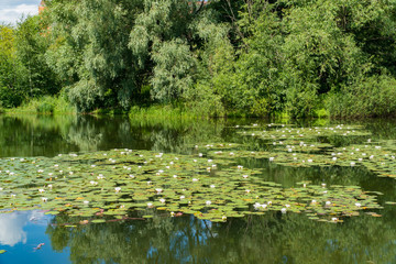 White water lilies bloom in the pond.