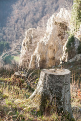 Baumstumpf vor unscharfen kalkfelsen im Hintergrund
