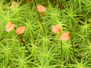 Beautiful green moss close-up