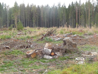 Stumps at the edge of the forest after logging, lots of wood waste