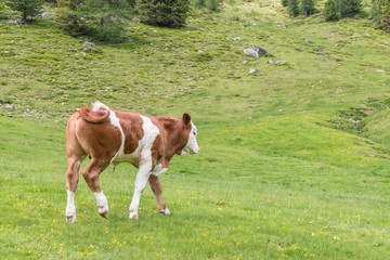 Fototapeta na wymiar Junge Kuh auf einer Weide, Österreich