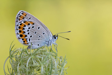 Icaro azzurro (Polyommatus icarus), farfalla