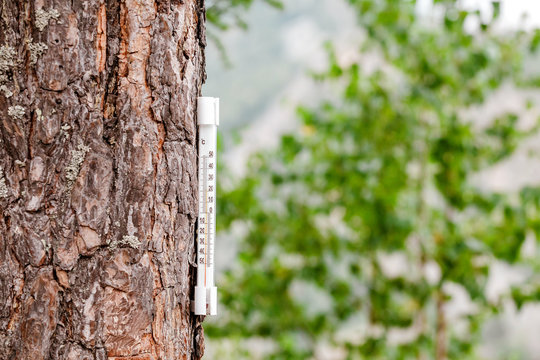 thermometer on a tree in woods