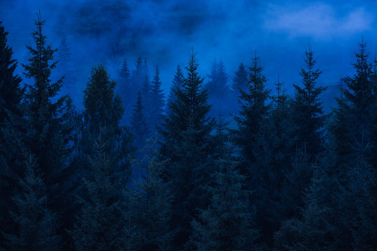 Fototapeta Misty carpathian spruce forest at night