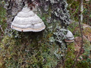 Mushrooms on the trunk of a tree in the forest