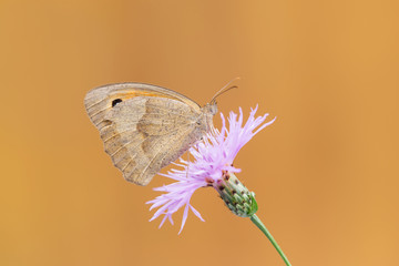 Hyphonephele lycaon, farfalla