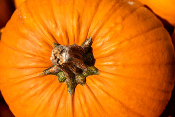 Bunt Halloweenk&uuml;rbis im Herbst
