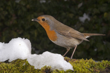 robin (erythacus rubecula), standing, snow, winter