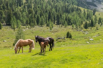 Pferde auf einer Weide in Österreich