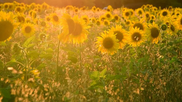 Field with sunflower In rays of setting sun