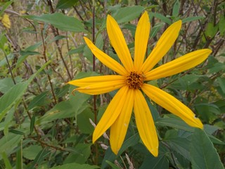 Yellow Flower With Long Petals