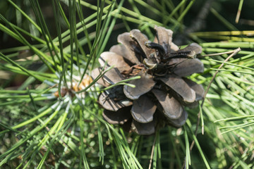 The pinecone on the tree, close up.