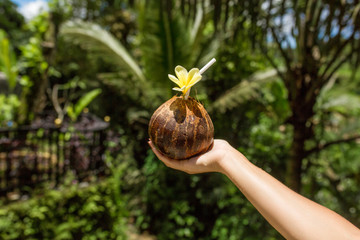 Woman hand holds coconut drink with yellow flower on it. jungle green background
