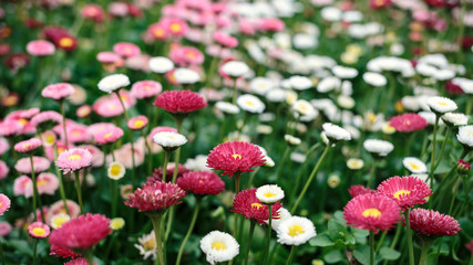 blooming pink flowers in garden, shallow depth of field © happycreator