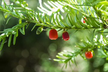 Evergreen tree close up. Yew tree. Green natural pattern. Taxus baccata.