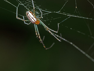 Macro Photo of Colorful Spider on Web Isolated on Blurry Background