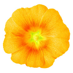 yellow amber flower lavatera isolated on white background. Flower bud close up. Nature.