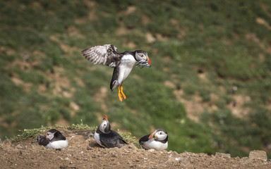 Skomer Puffin landing with sandeels in beak