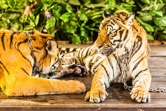 Two playful tigers - Powered by Adobe