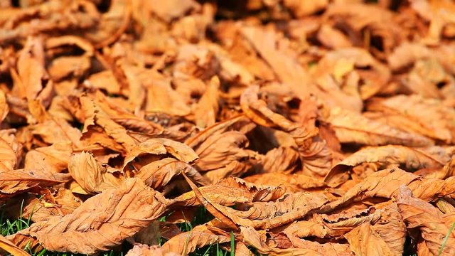 Autumn flying leafs footage