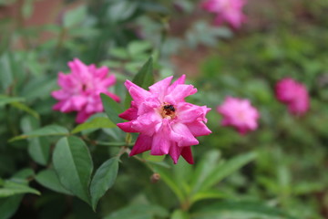 Fototapeta premium flower