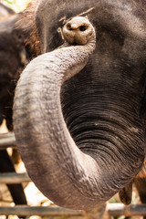 Elephant cub saluting with trunk