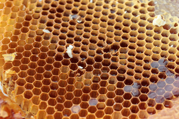 organic and fresh honeycomb