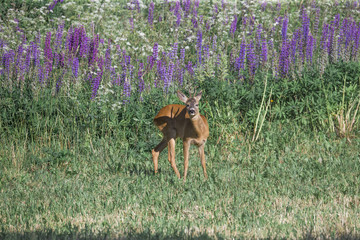 European roe deer Capreolus capreolus on meadow in sunny day summer floral background