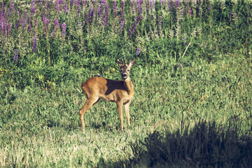 Naklejka na ściany i meble European roe deer Capreolus capreolus in wildlife on floral meadow