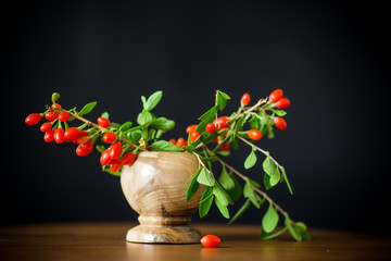 red ripe goji berry on a branch isolated on a black