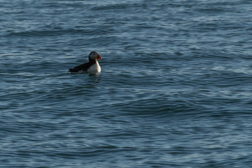 Puffin in the Arctic