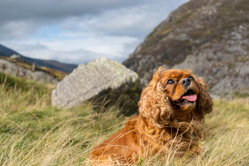 king charles cocker spaniel