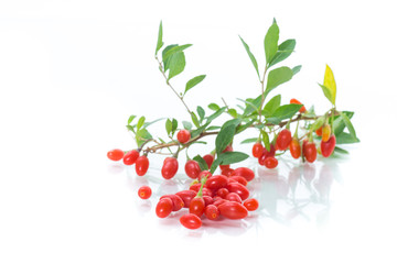 red ripe goji berry on a branch isolated on a white
