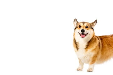 cute welsh corgi pembroke isolated on white background