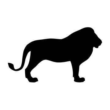 
Black silhouette of lion isolated on white background. Vector illustration EPS 8
