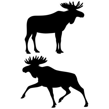 Black silhouettes of standing and running moose isolated on white background. Vector illustration EPS 8