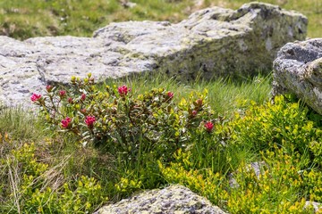 Alpenrose Strauch in den Alpen, Österreich