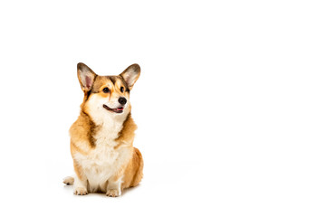 adorable welsh corgi pembroke isolated on white background